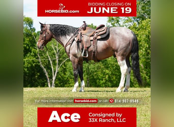 American Quarter Horse, Gelding, 13 years, Roan-Bay, in Needmore, PA,