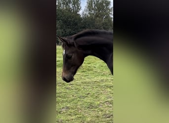 Oldenburg, Stallion, Foal (03/2024), 16,1 hh, Bay-Dark, in Breklum,