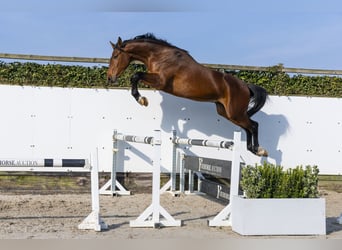 KWPN, Stallone, 3 Anni, 170 cm, Baio, in Waddinxveen,