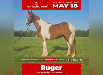 Spotted Saddle Horse Croisé, Hongre, 8 Ans, 152 cm, Pinto, in Marion