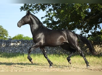 Murgese, Stallone, 2 Anni, 158 cm, Morello, in Noci
