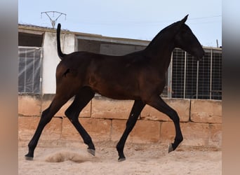 PRE, Stallion, 2 years, 16.1 hh, Black, in Menorca,