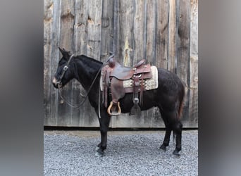 Mule, Gelding, 9 years, 14 hh, Black, in Everett PA,