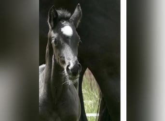 Hanoverian, Mare, Foal (03/2026), Black, in Verden (Aller)