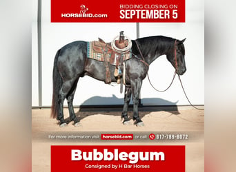 Friesian horses Mix, Gelding, 8 years, 15.3 hh, Roan-Blue, in Murrieta, CA,