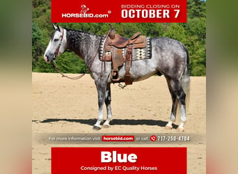 American Quarter Horse, Castrone, 5 Anni, 160 cm, Grigio, in Beaver Springs, PA,