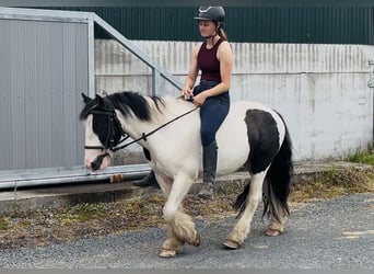 Cob, Ruin, 5 Jaar, 125 cm, Gevlekt-paard, in Sligo
