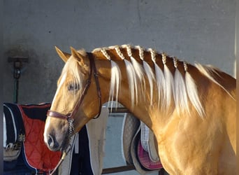 Lusitanos, Semental, 4 años, 162 cm, Palomino, in Caceres