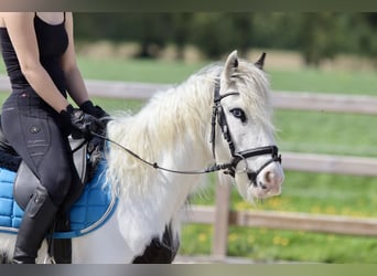 Gypsy Horse, Mare, 4 years, 12.2 hh, Pinto, in Bogaarden,