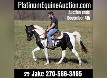 Missouri Foxtrotter, Gelding, 13 years, 15 hh, Tobiano-all-colors, in Jamestown KY,