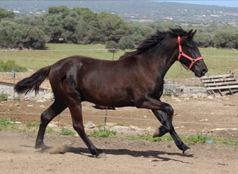 Menorquin, Stallion, 2 years, 15.2 hh, Black, in Menorca,