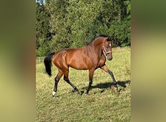 Holsteiner, Merrie, 13 Jaar, 169 cm, Bruin, in Münsingen