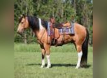 Paint Horse, Wallach, 12 Jahre, 150 cm, Buckskin, in Mount Vernon, KY,