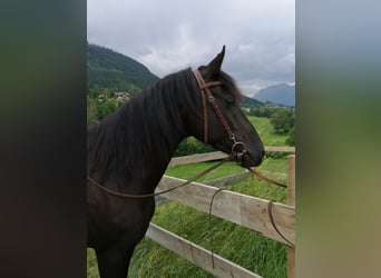 German Riding Pony, Mare, 7 years, 14.2 hh, Black, in Bad Mitterndorf,