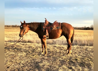 Quarter horse américain, Hongre, 9 Ans, 152 cm, Alezan brûlé, in Cameron MO,