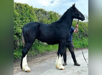 Shire Horse, Mare, 1 year, in whitegate,