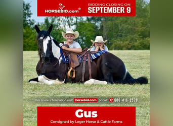 Quarter horse américain Croisé, Hongre, 5 Ans, 163 cm, in Crab Orchard, KY,