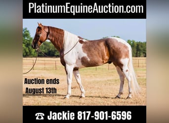American Quarter Horse, Castrone, 14 Anni, Sauro scuro, in Lipan TX,