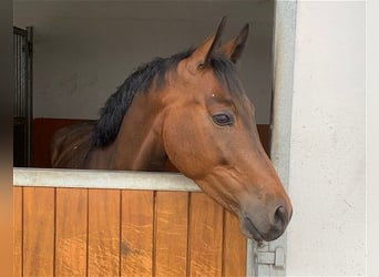 Oldenburger, Wallach, 5 Jahre, 163 cm, Brauner, in Verden (Aller)