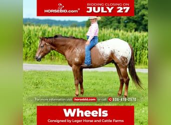 Appaloosa, Ruin, 5 Jaar, Roodvos, in Crab Orchard