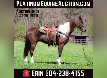 Rocky Mountain horse, Hongre, 6 Ans, Tobiano-toutes couleurs, in Flemingsburg KY,
