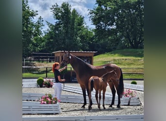 Hengst 