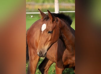 Westphalian, Mare, Foal (06/2024), Bay-Dark, in Neuenkirchen-Vörden,