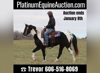 Tennessee walking horse, Hongre, 13 Ans, 155 cm, Tobiano-toutes couleurs, in Whitley City KY,