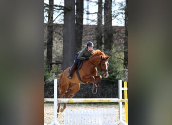 Wallach 10 Jahre