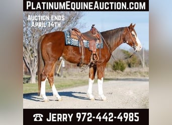 Quarter horse américain, Hongre, 7 Ans, 147 cm, Alezan brûlé, in SAVOY, TX,