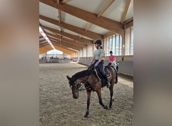 Annika 12 sucht Reitbeteiligung