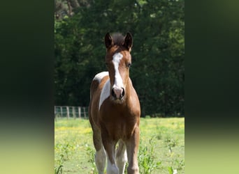 VERKOCHT - Dynamites Nobility van ‘t Moerhof