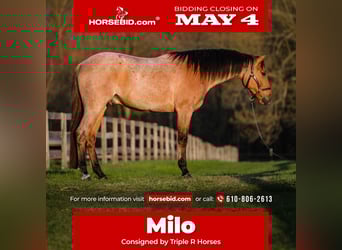 American Quarter Horse, Castrone, 3 Anni, Baio roano, in New Holland
