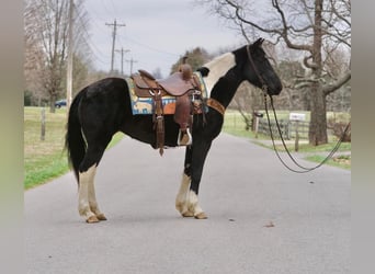 Spotted Saddle Horse, Stute, 3 Jahre, 142 cm, Schecke, in Sonora,