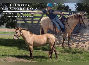 Rocky Mountain Horse, Stute, 12 Jahre, 145 cm, Buckskin, in Saint Croix Falls, WI