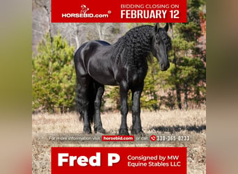 Fries paard, Ruin, 7 Jaar, 165 cm, Zwart, in Fresno,
