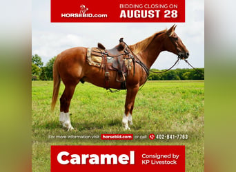 Quarter horse américain, Hongre, 16 Ans, 157 cm, Alezan cuivré, in Valley Springs, SD,