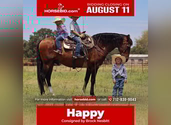 Draft Horse Mix, Gelding, 15 years, 15,3 hh, Bay, in Stephenville, TX