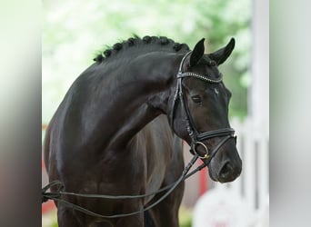 Renano, Caballo castrado, 5 años, 164 cm, Negro, in Münster-Handorf