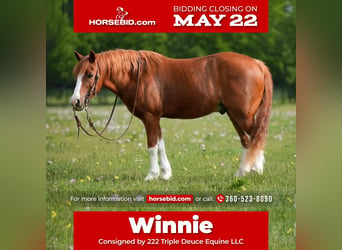 More ponies/small horses, Gelding, 9 years, Sorrel, in Weatherford, TX,