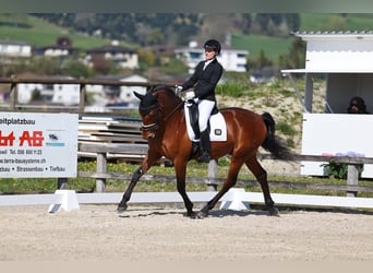 PRE, Wallach, 7 Jahre, 165 cm, Brauner, in Zürich