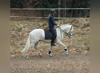 New Forest Pony Mix, Gelding, 5 years, 13.2 hh, Cremello, in Sessa,