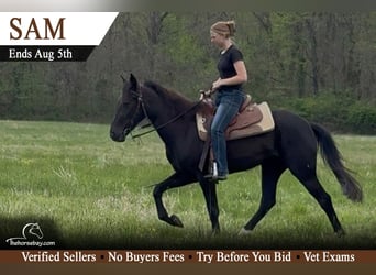 Tennessee walking horse, Gelding, 4 years, 14.2 hh, Black, in Park Hills, MO
