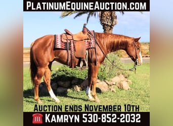 American Quarter Horse, Ruin, 7 Jaar, 152 cm, Donkere-vos, in Pleasant Grove MO,