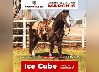Plus de poneys/petits chevaux, Hongre, 10 Ans, 122 cm, Noir, in Benton, LA,