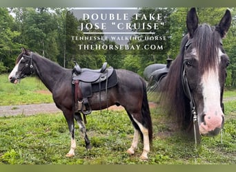 Tennessee walking horse, Gelding, 7 years, 16 hh, Smoky-Black, in Waynesboro, VA,