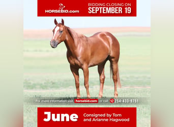 American Quarter Horse, Stute, 5 Jahre, 147 cm, Rotfuchs, in Rising Star, TX,