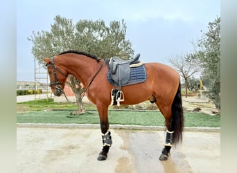 Andaluso, Stallone, 5 Anni, 168 cm, Baio, in Ermelo