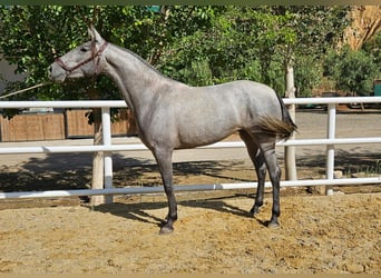 PRE, Mare, 3 years, 15.2 hh, in Aachen,
