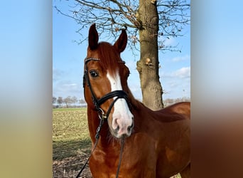 Westfaliano, Castrone, 11 Anni, 170 cm, Sauro, in Stade